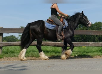 Cob Irlandese / Tinker / Gypsy Vanner, Castrone, 7 Anni, 139 cm, Morello