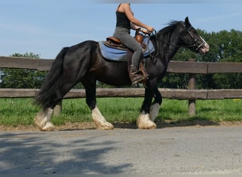 Cob Irlandese / Tinker / Gypsy Vanner, Castrone, 7 Anni, 139 cm, Morello