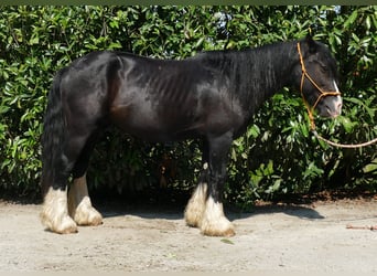 Cob Irlandese / Tinker / Gypsy Vanner, Castrone, 7 Anni, 139 cm, Morello