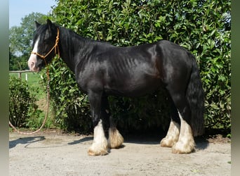 Cob Irlandese / Tinker / Gypsy Vanner, Castrone, 7 Anni, 139 cm, Morello