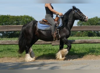 Cob Irlandese / Tinker / Gypsy Vanner, Castrone, 7 Anni, 139 cm, Morello