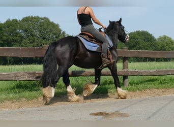 Cob Irlandese / Tinker / Gypsy Vanner, Castrone, 7 Anni, 139 cm, Morello