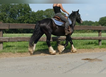 Cob Irlandese / Tinker / Gypsy Vanner, Castrone, 7 Anni, 139 cm, Morello