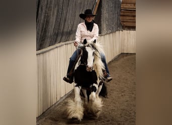 Cob Irlandese / Tinker / Gypsy Vanner, Castrone, 7 Anni, 140 cm, Tobiano-tutti i colori