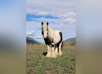 Cob Irlandese / Tinker / Gypsy Vanner, Castrone, 7 Anni, 140 cm, Tobiano-tutti i colori