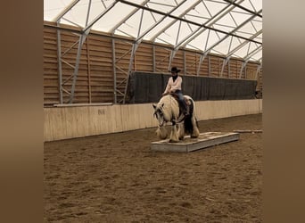 Cob Irlandese / Tinker / Gypsy Vanner, Castrone, 7 Anni, 140 cm, Tobiano-tutti i colori