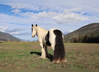 Cob Irlandese / Tinker / Gypsy Vanner, Castrone, 7 Anni, 140 cm, Tobiano-tutti i colori