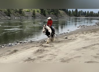 Cob Irlandese / Tinker / Gypsy Vanner, Castrone, 7 Anni, 140 cm, Tobiano-tutti i colori