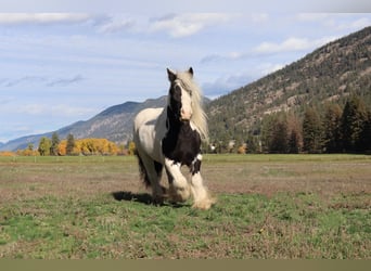 Cob Irlandese / Tinker / Gypsy Vanner, Castrone, 7 Anni, 140 cm, Tobiano-tutti i colori