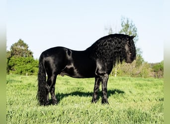 Cob Irlandese / Tinker / Gypsy Vanner Mix, Castrone, 7 Anni, 142 cm, Morello