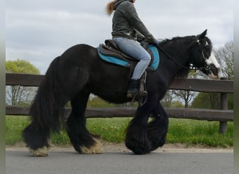 Cob Irlandese / Tinker / Gypsy Vanner, Castrone, 7 Anni, 143 cm, Morello