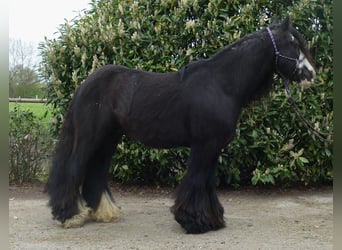 Cob Irlandese / Tinker / Gypsy Vanner, Castrone, 7 Anni, 143 cm, Morello