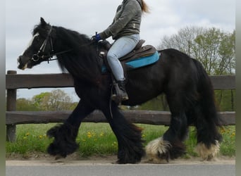 Cob Irlandese / Tinker / Gypsy Vanner, Castrone, 7 Anni, 143 cm, Morello