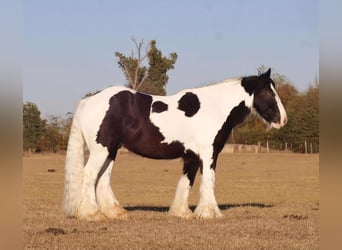 Cob Irlandese / Tinker / Gypsy Vanner, Castrone, 7 Anni, 145 cm, Pezzato