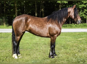 Cob Irlandese / Tinker / Gypsy Vanner, Castrone, 7 Anni, 147 cm, Baio ciliegia