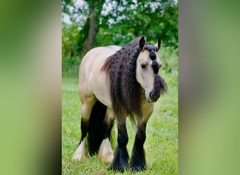 Cob Irlandese / Tinker / Gypsy Vanner, Castrone, 7 Anni, 147 cm, Pelle di daino