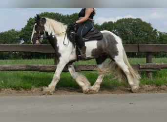 Cob Irlandese / Tinker / Gypsy Vanner, Castrone, 7 Anni, 147 cm, Pezzato