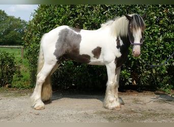 Cob Irlandese / Tinker / Gypsy Vanner, Castrone, 7 Anni, 147 cm, Pezzato