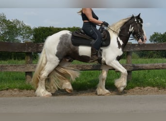 Cob Irlandese / Tinker / Gypsy Vanner, Castrone, 7 Anni, 147 cm, Pezzato