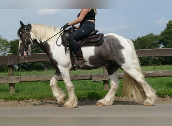 Cob Irlandese / Tinker / Gypsy Vanner, Castrone, 7 Anni, 147 cm, Pezzato