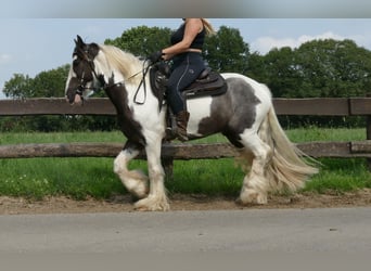 Cob Irlandese / Tinker / Gypsy Vanner, Castrone, 7 Anni, 147 cm, Pezzato