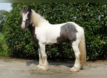 Cob Irlandese / Tinker / Gypsy Vanner, Castrone, 7 Anni, 147 cm, Pezzato