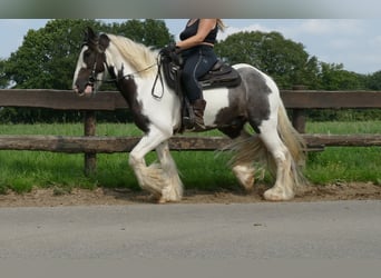 Cob Irlandese / Tinker / Gypsy Vanner, Castrone, 7 Anni, 147 cm, Pezzato