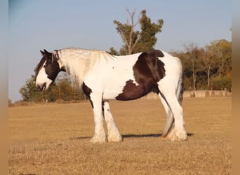 Cob Irlandese / Tinker / Gypsy Vanner, Castrone, 7 Anni, 147 cm, Pezzato