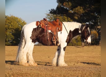 Cob Irlandese / Tinker / Gypsy Vanner, Castrone, 7 Anni, 147 cm, Pezzato