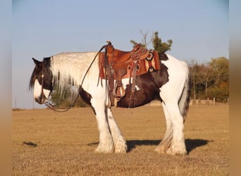 Cob Irlandese / Tinker / Gypsy Vanner, Castrone, 7 Anni, 147 cm, Pezzato