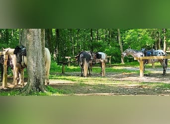 Cob Irlandese / Tinker / Gypsy Vanner Mix, Castrone, 7 Anni, 150 cm, Roano blu