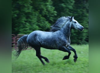 Cob Irlandese / Tinker / Gypsy Vanner Mix, Castrone, 7 Anni, 150 cm, Roano blu