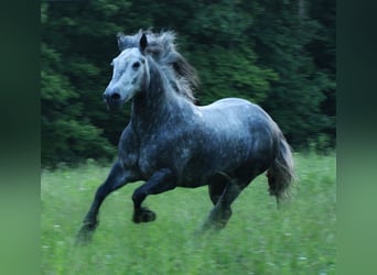 Cob Irlandese / Tinker / Gypsy Vanner Mix, Castrone, 7 Anni, 150 cm, Roano blu