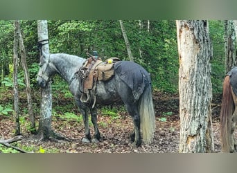 Cob Irlandese / Tinker / Gypsy Vanner Mix, Castrone, 7 Anni, 150 cm, Roano blu