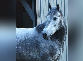 Cob Irlandese / Tinker / Gypsy Vanner Mix, Castrone, 7 Anni, 150 cm, Roano blu