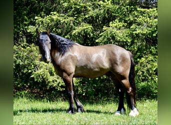 Cob Irlandese / Tinker / Gypsy Vanner, Castrone, 7 Anni, 152 cm, Grullo