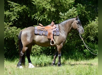 Cob Irlandese / Tinker / Gypsy Vanner, Castrone, 7 Anni, 152 cm, Grullo