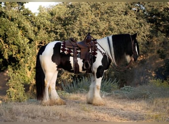 Cob Irlandese / Tinker / Gypsy Vanner, Castrone, 7 Anni, 152 cm