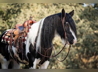 Cob Irlandese / Tinker / Gypsy Vanner, Castrone, 7 Anni, 152 cm