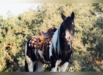 Cob Irlandese / Tinker / Gypsy Vanner, Castrone, 7 Anni, 152 cm