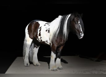 Cob Irlandese / Tinker / Gypsy Vanner, Castrone, 7 Anni, 152 cm