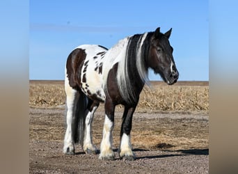 Cob Irlandese / Tinker / Gypsy Vanner, Castrone, 7 Anni, 152 cm