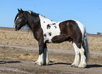 Cob Irlandese / Tinker / Gypsy Vanner, Castrone, 7 Anni, 152 cm