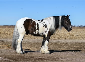 Cob Irlandese / Tinker / Gypsy Vanner, Castrone, 7 Anni, 152 cm