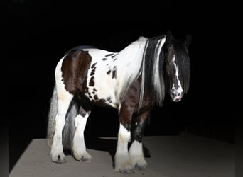 Cob Irlandese / Tinker / Gypsy Vanner, Castrone, 7 Anni, 152 cm