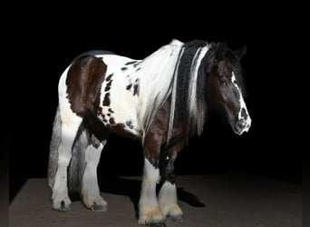 Cob Irlandese / Tinker / Gypsy Vanner, Castrone, 7 Anni, 152 cm