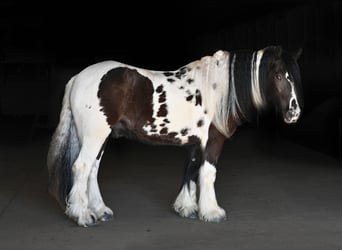 Cob Irlandese / Tinker / Gypsy Vanner, Castrone, 7 Anni, 152 cm