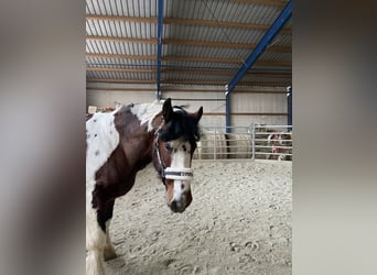 Cob Irlandese / Tinker / Gypsy Vanner, Castrone, 7 Anni, 158 cm, Baio