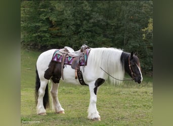 Cob Irlandese / Tinker / Gypsy Vanner, Castrone, 7 Anni, Tobiano-tutti i colori