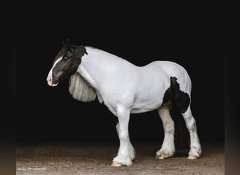 Cob Irlandese / Tinker / Gypsy Vanner, Castrone, 7 Anni, Tobiano-tutti i colori